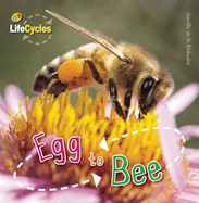 Egg to Bee