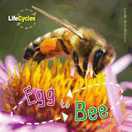 Egg to Bee