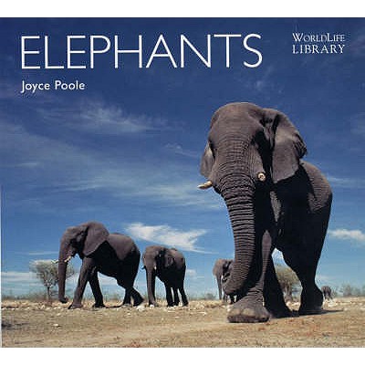 Elephants - Poole, Joyce