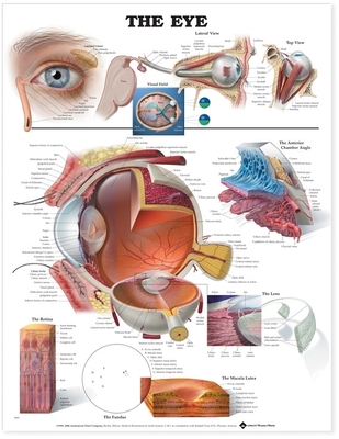 Eye - Anatomical Chart Company (Editor), and Anatomical, Chart