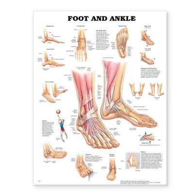 Foot and Ankle Anatomical Chart - Anatomical Chart Company (Prepared for publication by)