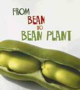From Bean to Bean Plant