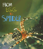 From Egg to Spider