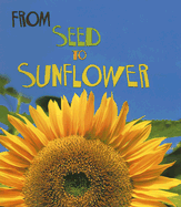 From Seed to Sunflower