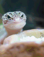 Gecko: Notebook