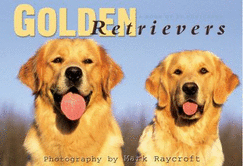 Golden Retrievers Postcard Book