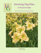 Growing Daylilies A Picture Guide: How I Grow Daylilies In My Hawaii Garden