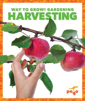 Harvesting - Pettiford, Rebecca
