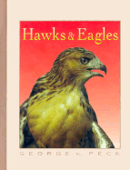 Hawks & Eagles