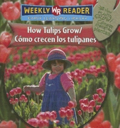 How Tulips Grow / C?mo Crecen Los Tulipanes