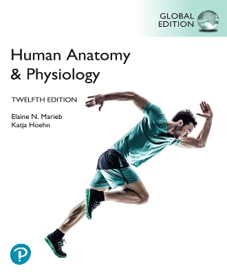 Human Anatomy & Physiology, Global Edition, (HB) - Marieb, Elaine, and Hoehn, Katja