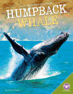 Humpback Whale