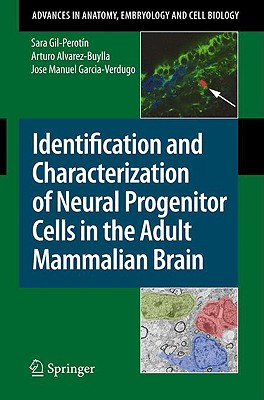 Identification and Characterization of Neural Progenitor Cells in the Adult Mammalian Brain - Gil-Perotn, Sara, and Alvarez-Buylla, Arturo, and Garcia-Verdugo, Jose Manuel