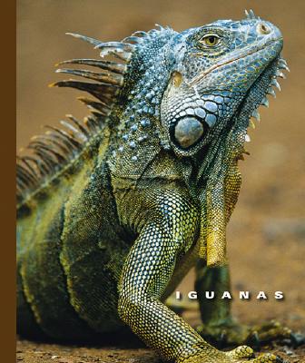 Iguanas - Lockwood, Sophie