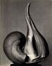 Untitled 41 (the Friends of Photography): Ew 100: Centennial Essays in Honor of Edward Weston