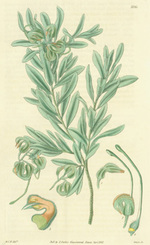 Grevillea Canescens. Hoary Grevillea. Engraving # 3185 From Curtis's Botanical Magazine