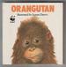 Orangutan