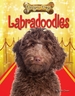 Labradoodles