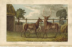 North American Deer. First Edition of the Aquatint
