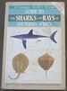 Guide to the Sharks and Rays of Southern Africa