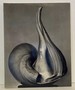 Ew 100: Centennial Essays in Honor of Edward Weston