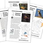 Osprey: Birds of North America Species Account