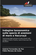 Indagine tassonomica sulle specie di anemoni di mare a Itacuru?