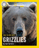 Face to Face With Grizzlies: Level 6 (National Geographic Readers)