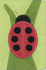 The Bug Collection Bible-Ladybug