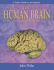 Study Guide to Accompany the Human Brain: an Introduction to Its Functional Anatomy