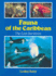 Fauna of the Caribbean: the Last Survivors