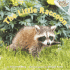 The Little Raccoon (Pictureback(R))