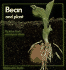 Bean and Plant