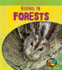 Hiding in Forests (Young Explorer: Creature Camouflage)