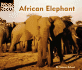 African Elephant