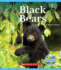 Black Bears