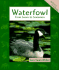 Waterfowl: From Swans to Screamers (Animals in Order)