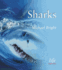 Sharks (Life Series)