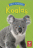 Koalas Format: Paperback