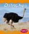 Ostriches