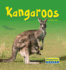 Kangaroos