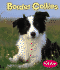 Border Collies