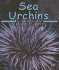 Sea Urchins