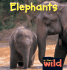 Elephants (in the Wild)