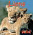 Lions (in the Wild)