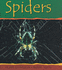 Spiders (Minibeasts)