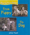 From Puppy to Dog