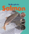 Salmon (Learning About Life Cycles)