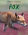 Fox. Michael Leach