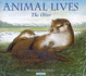 The Otter (Animal Lives)